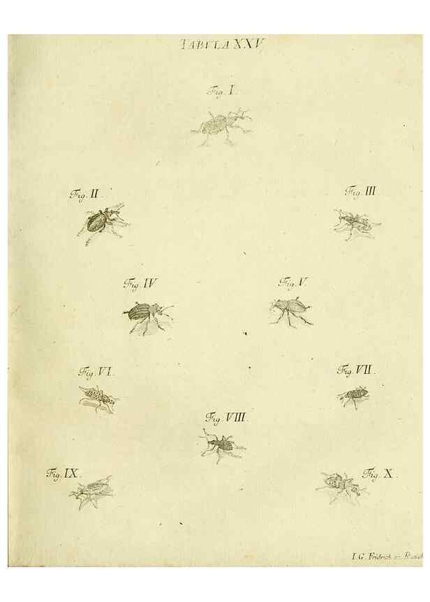 Reproducción/Reproduction 9733364354: Iacobi Christiani Shaefferi Icones insectorvm circa Ratisbonam :. Ratisbonae :Typis Zeitlerianis,1791.