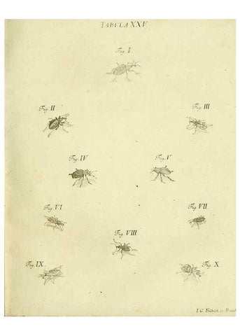 Reproducción/Reproduction 9733364354: Iacobi Christiani Shaefferi Icones insectorvm circa Ratisbonam :. Ratisbonae :Typis Zeitlerianis,1791.