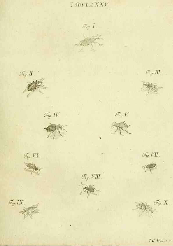 Reproducción/Reproduction 9733364354: Iacobi Christiani Shaefferi Icones insectorvm circa Ratisbonam :. Ratisbonae :Typis Zeitlerianis,1791.