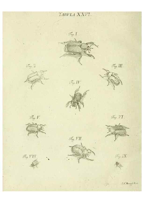 Reproducción/Reproduction 9733365292: Iacobi Christiani Shaefferi Icones insectorvm circa Ratisbonam :. Ratisbonae :Typis Zeitlerianis,1791.