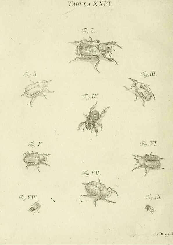 Reproducción/Reproduction 9733365292: Iacobi Christiani Shaefferi Icones insectorvm circa Ratisbonam :. Ratisbonae :Typis Zeitlerianis,1791.