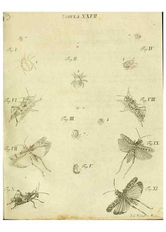 Reproducción/Reproduction 9733366392: Iacobi Christiani Shaefferi Icones insectorvm circa Ratisbonam :. Ratisbonae :Typis Zeitlerianis,1791.