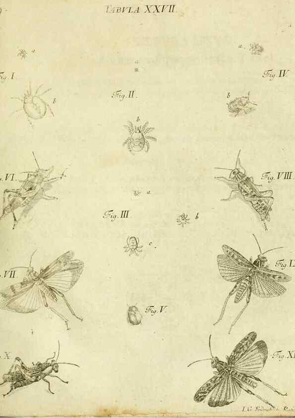 Reproducción/Reproduction 9733366392: Iacobi Christiani Shaefferi Icones insectorvm circa Ratisbonam :. Ratisbonae :Typis Zeitlerianis,1791.
