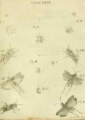 Reproducción/Reproduction 9733366392: Iacobi Christiani Shaefferi Icones insectorvm circa Ratisbonam :. Ratisbonae :Typis Zeitlerianis,1791.