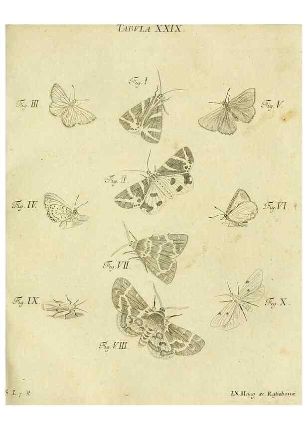 Reproducción/Reproduction 9730140279: Iacobi Christiani Shaefferi Icones insectorvm circa Ratisbonam :. Ratisbonae :Typis Zeitlerianis,1791.