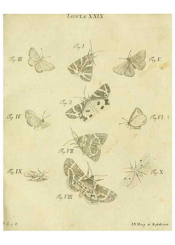 Reproducción/Reproduction 9730140279: Iacobi Christiani Shaefferi Icones insectorvm circa Ratisbonam :. Ratisbonae :Typis Zeitlerianis,1791.