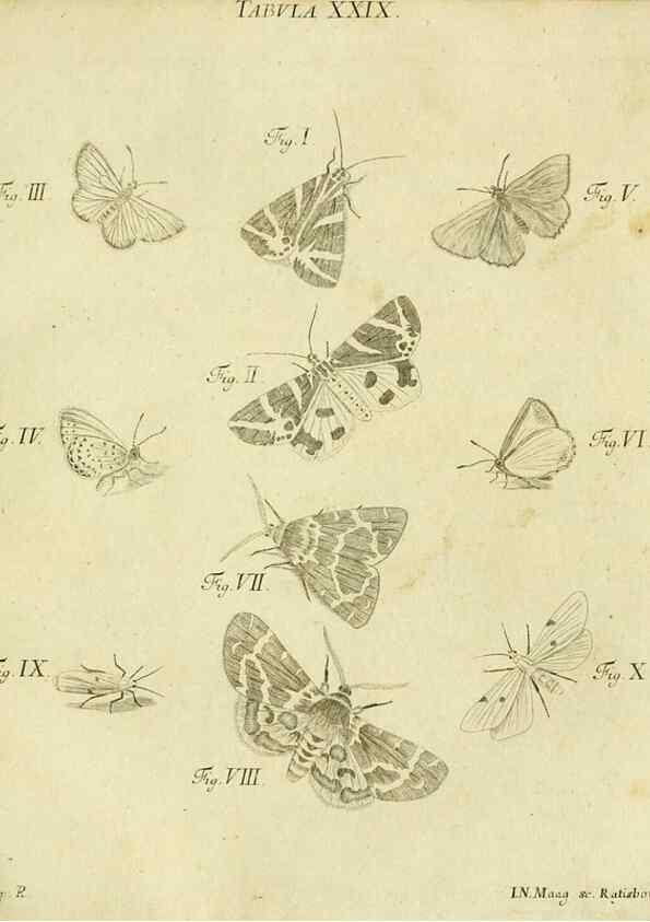 Reproducción/Reproduction 9730140279: Iacobi Christiani Shaefferi Icones insectorvm circa Ratisbonam :. Ratisbonae :Typis Zeitlerianis,1791.