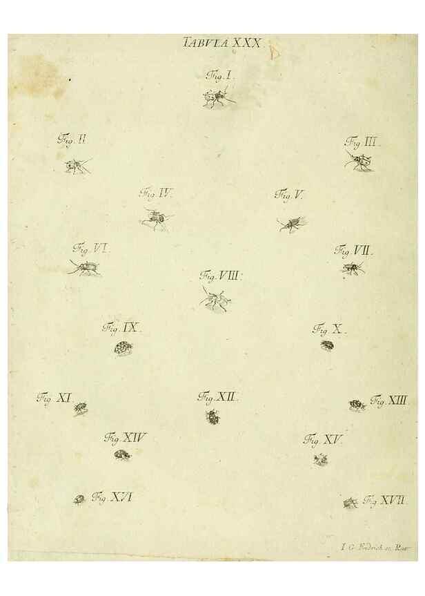 Reproducción/Reproduction 9730141133: Iacobi Christiani Shaefferi Icones insectorvm circa Ratisbonam :. Ratisbonae :Typis Zeitlerianis,1791.