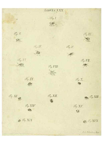 Reproducción/Reproduction 9730141133: Iacobi Christiani Shaefferi Icones insectorvm circa Ratisbonam :. Ratisbonae :Typis Zeitlerianis,1791.