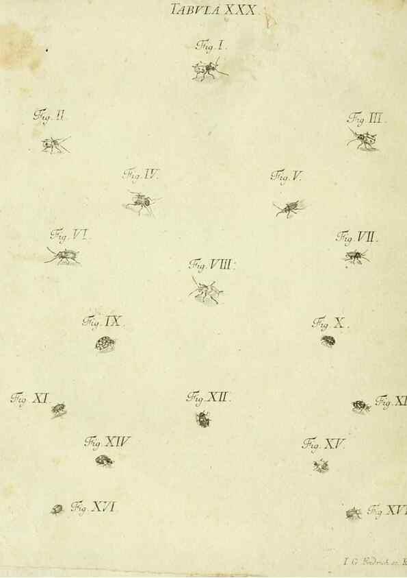 Reproducción/Reproduction 9730141133: Iacobi Christiani Shaefferi Icones insectorvm circa Ratisbonam :. Ratisbonae :Typis Zeitlerianis,1791.