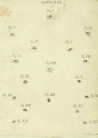 Reproducción/Reproduction 9730141133: Iacobi Christiani Shaefferi Icones insectorvm circa Ratisbonam :. Ratisbonae :Typis Zeitlerianis,1791.