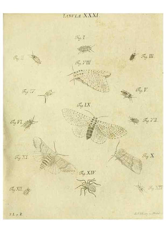 Reproducción/Reproduction 9733369364: Iacobi Christiani Shaefferi Icones insectorvm circa Ratisbonam :. Ratisbonae :Typis Zeitlerianis,1791.