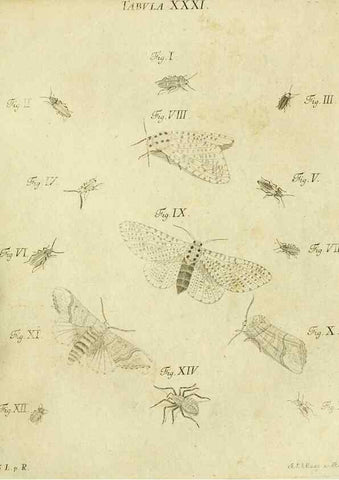 Reproducción/Reproduction 9733369364: Iacobi Christiani Shaefferi Icones insectorvm circa Ratisbonam :. Ratisbonae :Typis Zeitlerianis,1791.