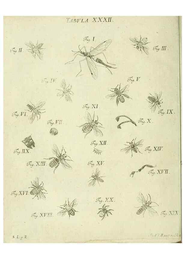 Reproducción/Reproduction 9730143397: Iacobi Christiani Shaefferi Icones insectorvm circa Ratisbonam :. Ratisbonae :Typis Zeitlerianis,1791.