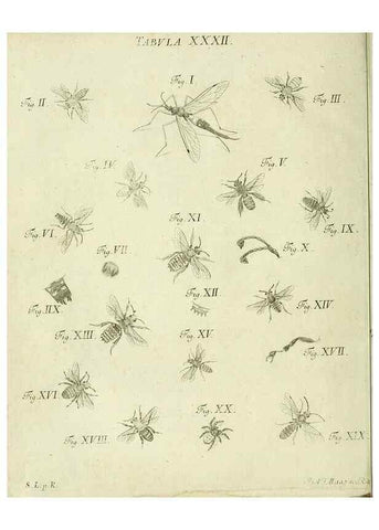 Reproducción/Reproduction 9730143397: Iacobi Christiani Shaefferi Icones insectorvm circa Ratisbonam :. Ratisbonae :Typis Zeitlerianis,1791.