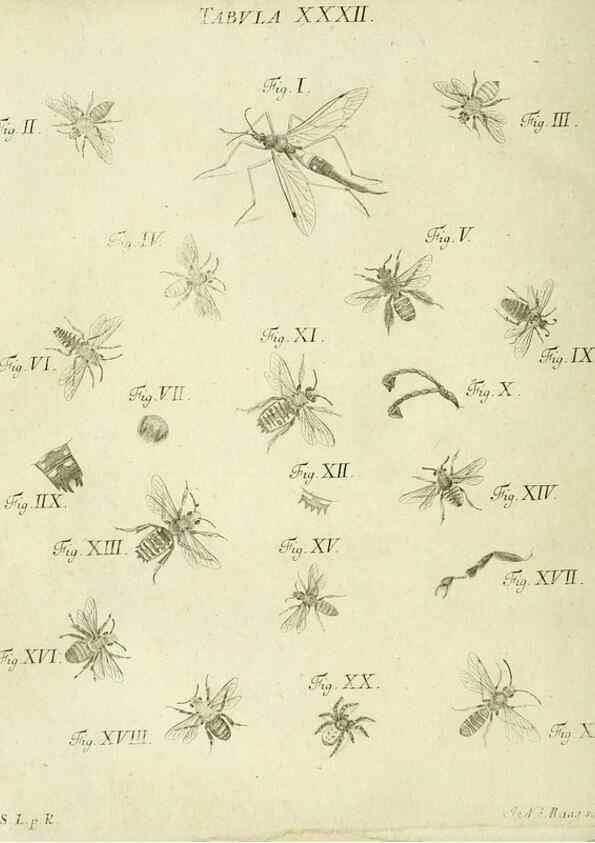 Reproducción/Reproduction 9730143397: Iacobi Christiani Shaefferi Icones insectorvm circa Ratisbonam :. Ratisbonae :Typis Zeitlerianis,1791.