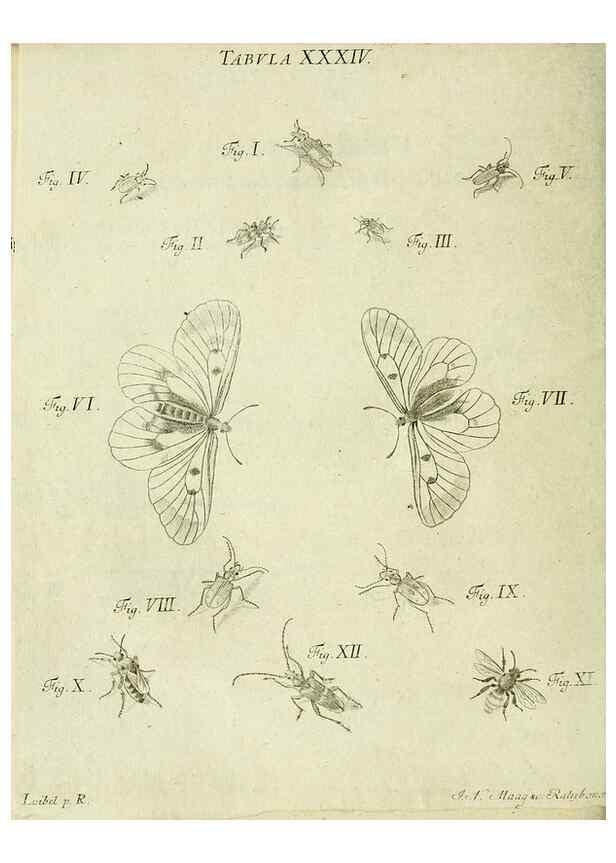 Reproducción/Reproduction 9733371672: Iacobi Christiani Shaefferi Icones insectorvm circa Ratisbonam :. Ratisbonae :Typis Zeitlerianis,1791.