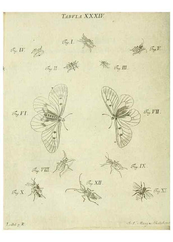 Reproducción/Reproduction 9733371672: Iacobi Christiani Shaefferi Icones insectorvm circa Ratisbonam :. Ratisbonae :Typis Zeitlerianis,1791.