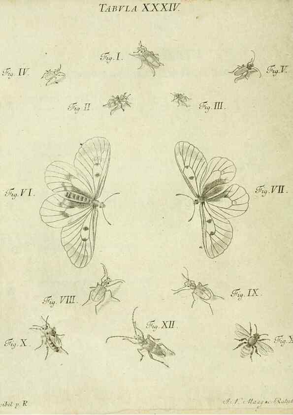 Reproducción/Reproduction 9733371672: Iacobi Christiani Shaefferi Icones insectorvm circa Ratisbonam :. Ratisbonae :Typis Zeitlerianis,1791.
