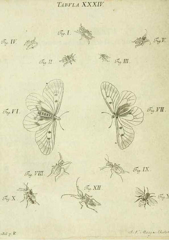 Reproducción/Reproduction 9733371672: Iacobi Christiani Shaefferi Icones insectorvm circa Ratisbonam :. Ratisbonae :Typis Zeitlerianis,1791.