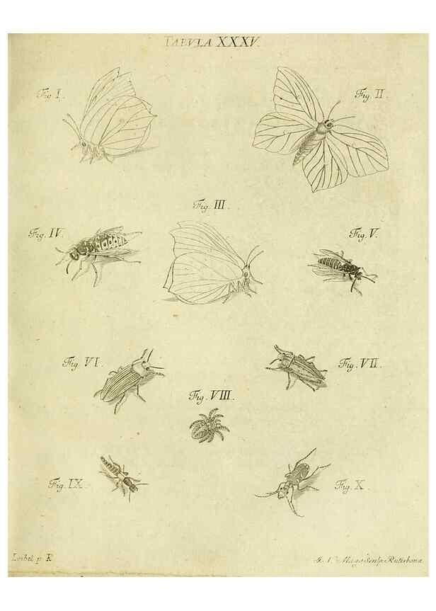 Reproducción/Reproduction 9733372678: Iacobi Christiani Shaefferi Icones insectorvm circa Ratisbonam :. Ratisbonae :Typis Zeitlerianis,1791.