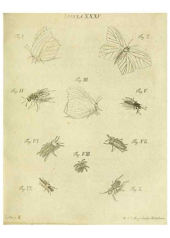 Reproducción/Reproduction 9733372678: Iacobi Christiani Shaefferi Icones insectorvm circa Ratisbonam :. Ratisbonae :Typis Zeitlerianis,1791.