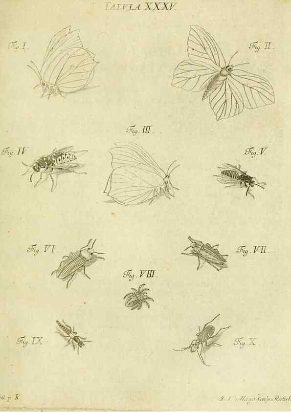 Reproducción/Reproduction 9733372678: Iacobi Christiani Shaefferi Icones insectorvm circa Ratisbonam :. Ratisbonae :Typis Zeitlerianis,1791.