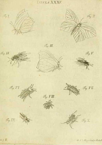Reproducción/Reproduction 9733372678: Iacobi Christiani Shaefferi Icones insectorvm circa Ratisbonam :. Ratisbonae :Typis Zeitlerianis,1791.