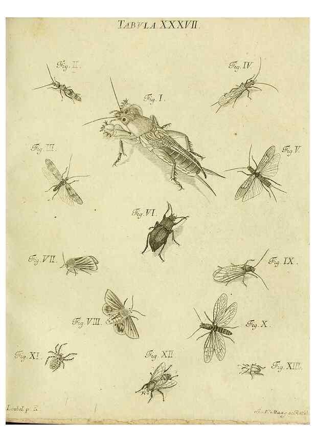 Reproducción/Reproduction 9733374004: Iacobi Christiani Shaefferi Icones insectorvm circa Ratisbonam :. Ratisbonae :Typis Zeitlerianis,1791.