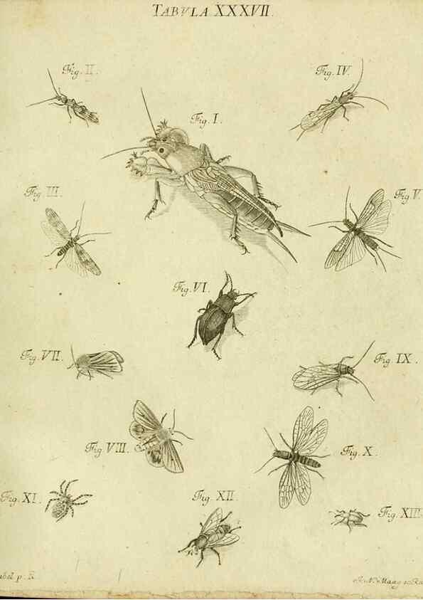 Reproducción/Reproduction 9733374004: Iacobi Christiani Shaefferi Icones insectorvm circa Ratisbonam :. Ratisbonae :Typis Zeitlerianis,1791.