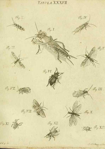 Reproducción/Reproduction 9733374004: Iacobi Christiani Shaefferi Icones insectorvm circa Ratisbonam :. Ratisbonae :Typis Zeitlerianis,1791.