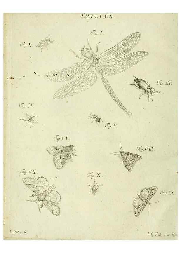 Reproducción/Reproduction 9730130873: Iacobi Christiani Shaefferi Icones insectorvm circa Ratisbonam :. Ratisbonae :Typis Zeitlerianis,1791.