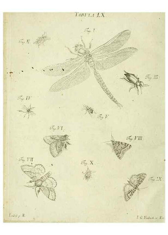 Reproducción/Reproduction 9730130873: Iacobi Christiani Shaefferi Icones insectorvm circa Ratisbonam :. Ratisbonae :Typis Zeitlerianis,1791.