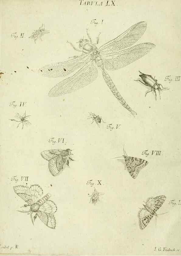 Reproducción/Reproduction 9730130873: Iacobi Christiani Shaefferi Icones insectorvm circa Ratisbonam :. Ratisbonae :Typis Zeitlerianis,1791.