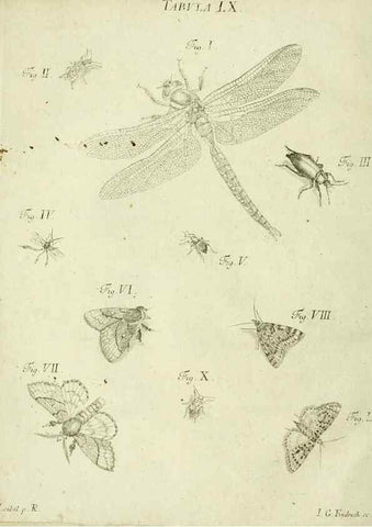 Reproducción/Reproduction 9730130873: Iacobi Christiani Shaefferi Icones insectorvm circa Ratisbonam :. Ratisbonae :Typis Zeitlerianis,1791.