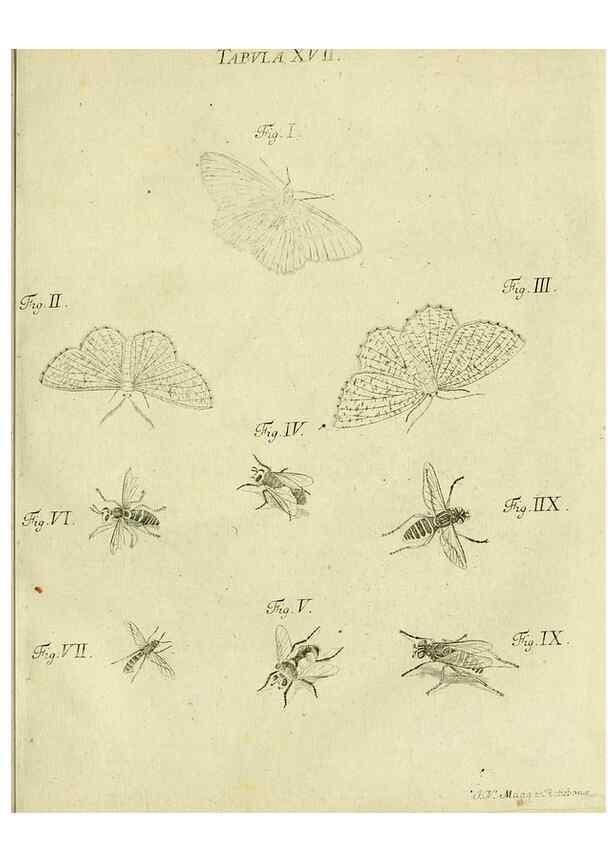 Reproducción/Reproduction 9733357254: Iacobi Christiani Shaefferi Icones insectorvm circa Ratisbonam :. Ratisbonae :Typis Zeitlerianis,1791.