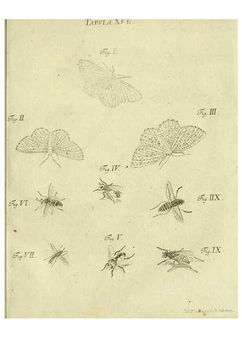 Reproducción/Reproduction 9733357254: Iacobi Christiani Shaefferi Icones insectorvm circa Ratisbonam :. Ratisbonae :Typis Zeitlerianis,1791.