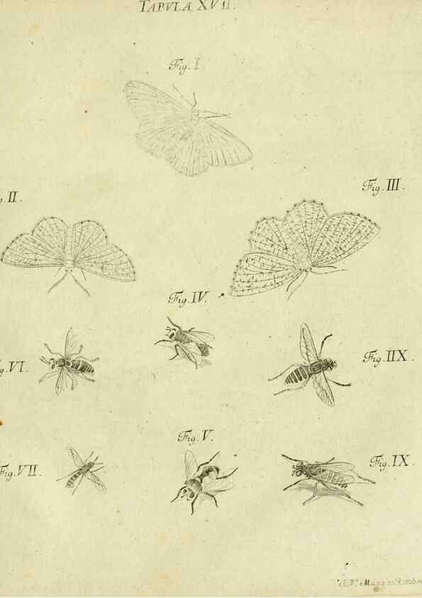 Reproducción/Reproduction 9733357254: Iacobi Christiani Shaefferi Icones insectorvm circa Ratisbonam :. Ratisbonae :Typis Zeitlerianis,1791.