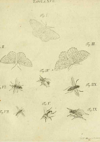 Reproducción/Reproduction 9733357254: Iacobi Christiani Shaefferi Icones insectorvm circa Ratisbonam :. Ratisbonae :Typis Zeitlerianis,1791.