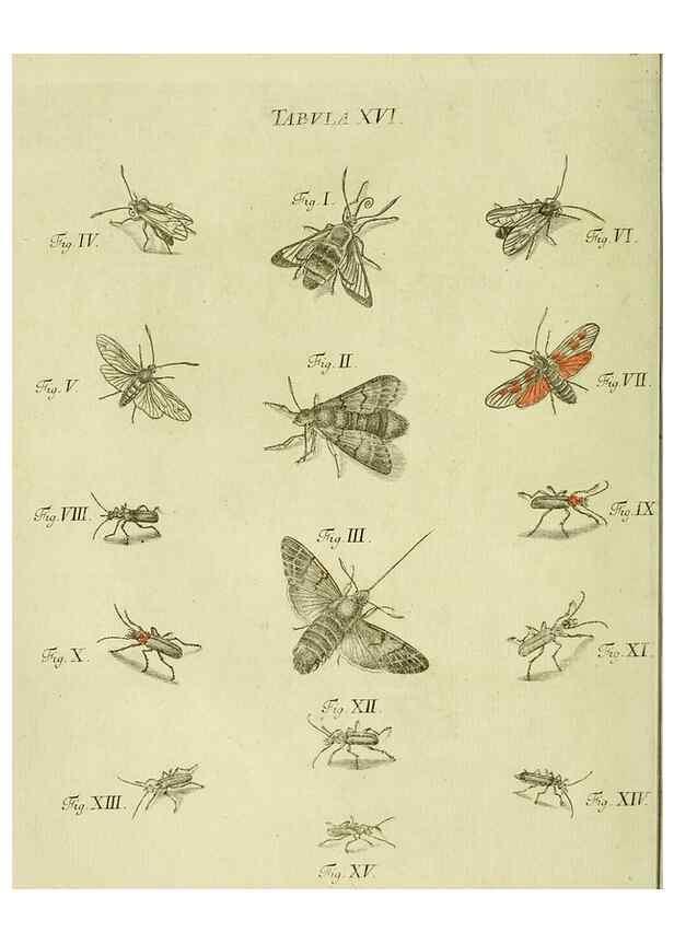 Reproducción/Reproduction 9733356192: Iacobi Christiani Shaefferi Icones insectorvm circa Ratisbonam :. Ratisbonae :Typis Zeitlerianis,1791.