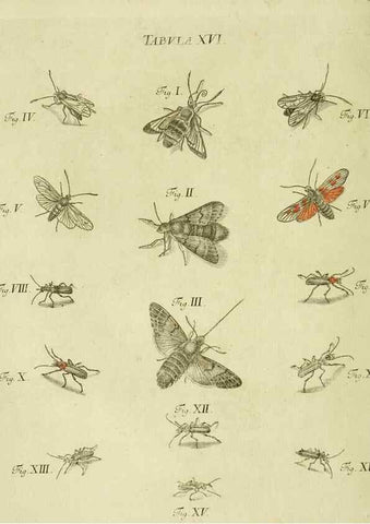 Reproducción/Reproduction 9733356192: Iacobi Christiani Shaefferi Icones insectorvm circa Ratisbonam :. Ratisbonae :Typis Zeitlerianis,1791.