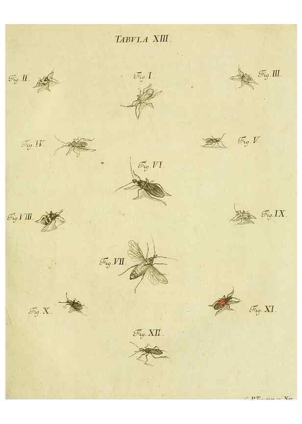 Reproducción/Reproduction 9730127611: Iacobi Christiani Shaefferi Icones insectorvm circa Ratisbonam :. Ratisbonae :Typis Zeitlerianis,1791.