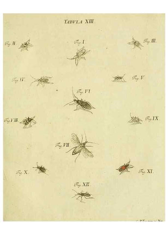 Reproducción/Reproduction 9730127611: Iacobi Christiani Shaefferi Icones insectorvm circa Ratisbonam :. Ratisbonae :Typis Zeitlerianis,1791.