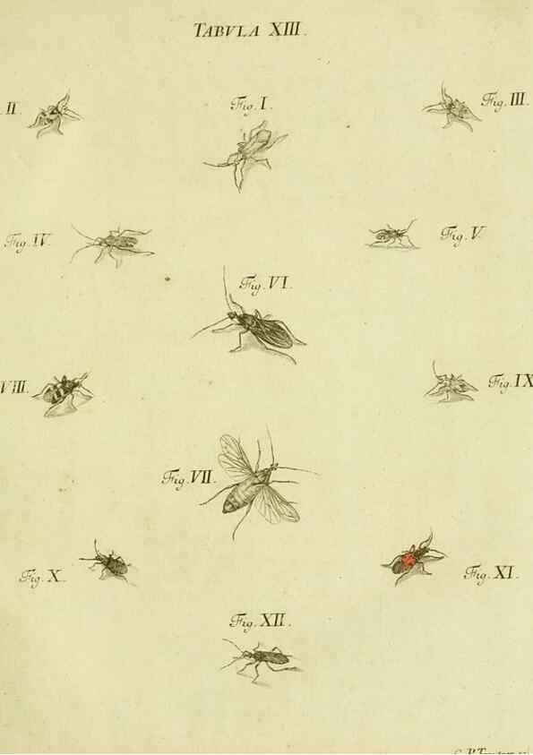 Reproducción/Reproduction 9730127611: Iacobi Christiani Shaefferi Icones insectorvm circa Ratisbonam :. Ratisbonae :Typis Zeitlerianis,1791.