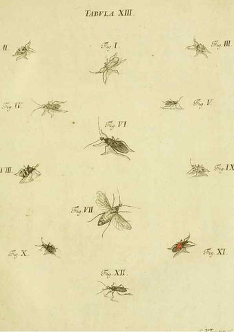 Reproducción/Reproduction 9730127611: Iacobi Christiani Shaefferi Icones insectorvm circa Ratisbonam :. Ratisbonae :Typis Zeitlerianis,1791.