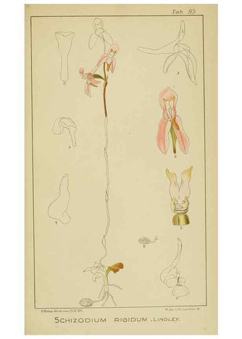 Reproducción/Reproduction 9729832863: Icones orchidearum austro-africanarum extra-tropicarum :. London :W. Wesley,1896-1913.
