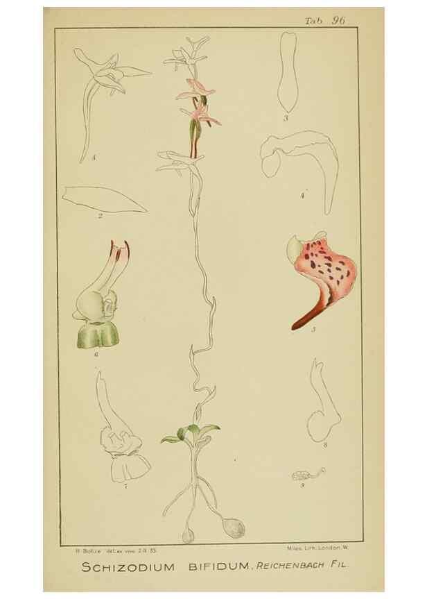 Reproducción/Reproduction 9729834099: Icones orchidearum austro-africanarum extra-tropicarum :. London :W. Wesley,1896-1913.