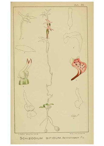 Reproducción/Reproduction 9729834099: Icones orchidearum austro-africanarum extra-tropicarum :. London :W. Wesley,1896-1913.