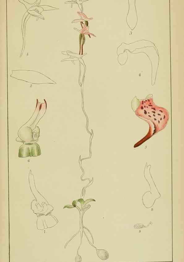 Reproducción/Reproduction 9729834099: Icones orchidearum austro-africanarum extra-tropicarum :. London :W. Wesley,1896-1913.