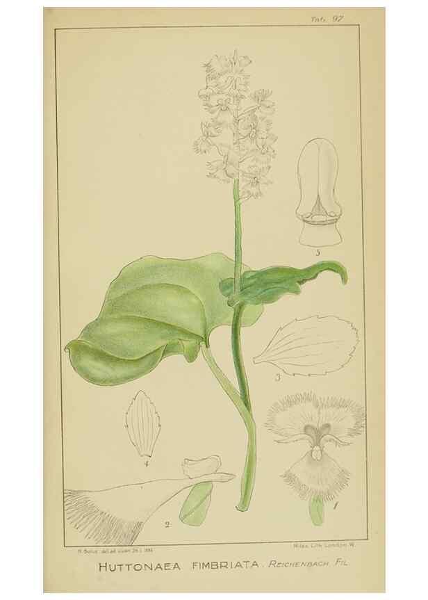 Reproducción/Reproduction 9729835447: Icones orchidearum austro-africanarum extra-tropicarum :. London :W. Wesley,1896-1913.